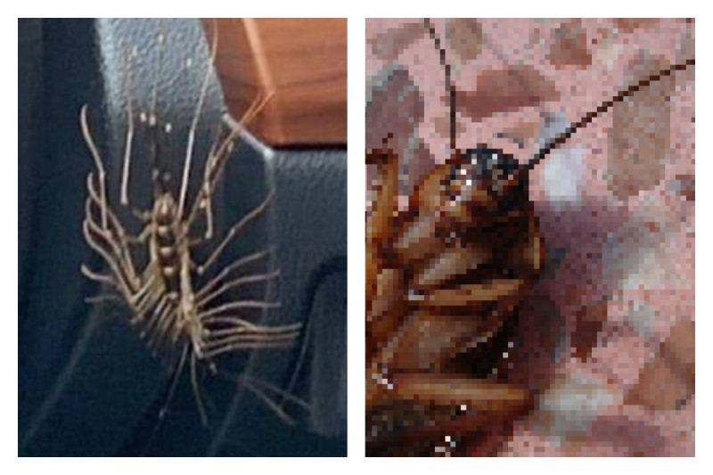 「怪蟲」（左）其實會吃蟑螂（右）。   合成圖／翻攝自爆廢公社二館、 Pixabay