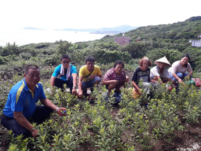 金山區永興里民與農業局合作,在社區內種植1600株萬金杜鵑。 圖:新北市農業局/提供