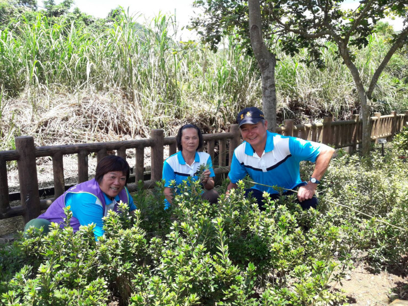 金山區萬壽里經農業局協助,在社區種植800株萬金杜鵑,讓鄰里環境更美。 圖:新北市農業局/提供