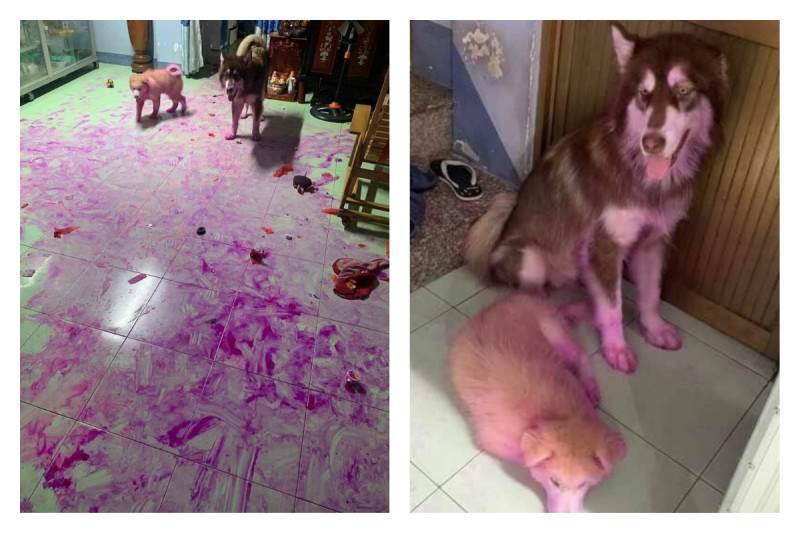 有網友分享哈士奇偷吃火龍果，造成客廳磁磚和狗崽身上全染成紫色的模樣，讓大家笑翻。   圖／翻攝自爆廢公社公開版臉書