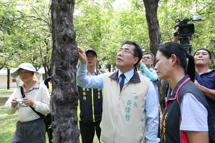 台南市登革熱疫情嚴重，黃偉哲今視察巴克禮公園。他表示，防疫人員專業，市長就不必爬樹。   圖:台南市政府提供