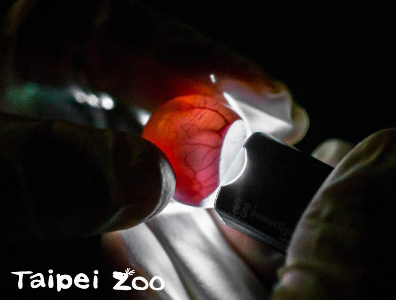 保育員用手電筒照蛋，檢查栗喉蜂虎寶寶的發育情形。   圖：台北市立動物園／提供