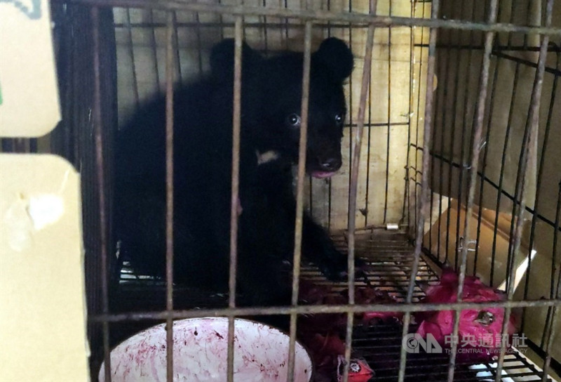台東縣海端鄉廣原部落民眾27日發現一隻落單的台灣黑熊寶寶遭狗狗圍攻，所幸平安獲救，林務局獲報後決定以遙控大型鐵籠原地安置小熊，讓熊媽媽將牠接回。   圖/中央社