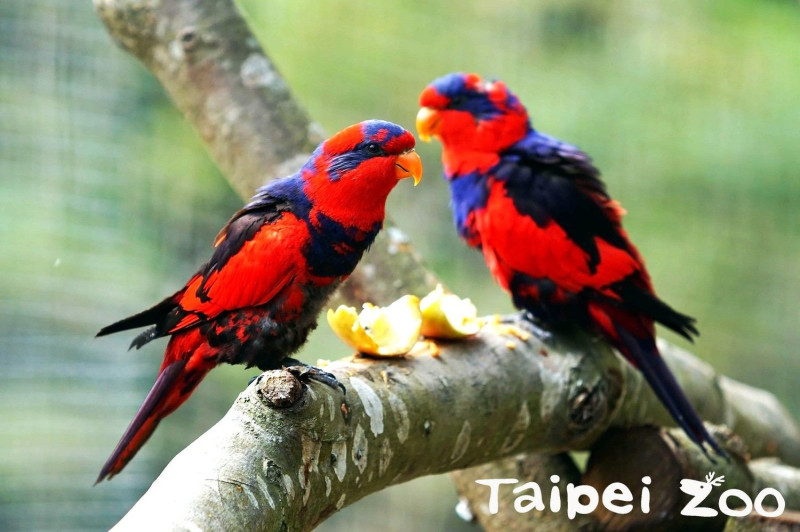 紅藍吸蜜鸚鵡由於棲地被破壞和寵物市場貿易造成的獵捕壓力，導致牠們的野外族群岌岌可危。   圖：台北市立動物園／提供