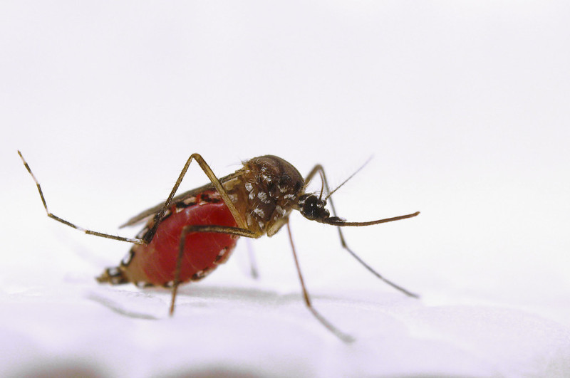 登革熱病媒蚊-埃及斑蚊，Aedes aegypti。   圖／美國農業部 USDA-ARS