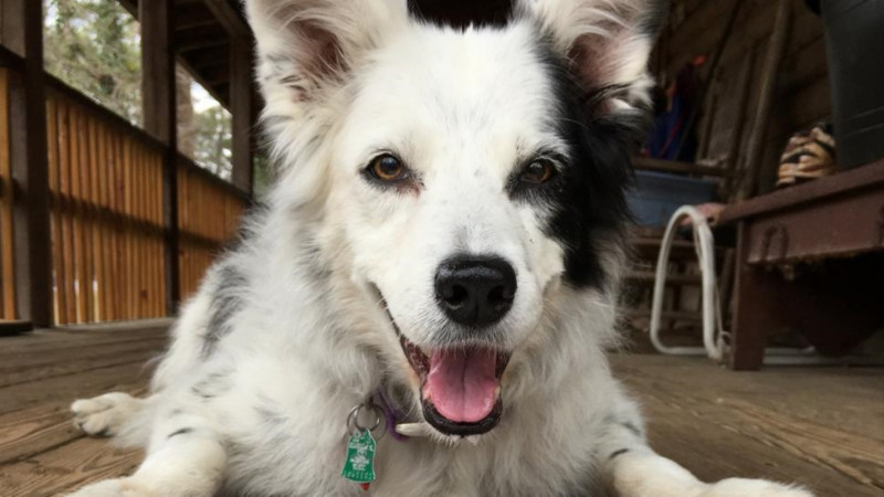 自美國的狗狗切瑟，曾被譽為全球最聰明狗狗，日前在南卡家中安詳逝世。   圖／翻攝自Inside Edition