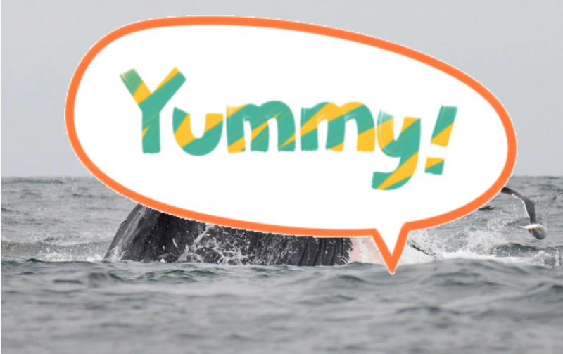 座頭鯨在加州某海灘生吞一隻海豹。   圖／截自法新社