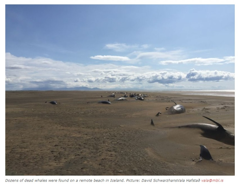 一名冰島直升機駕駛員施瓦茨漢斯（David Schwarzhans），經過冰島西岸時，發現有超過50頭領航鯨橫屍海灘。   圖：翻攝自Strange Sound