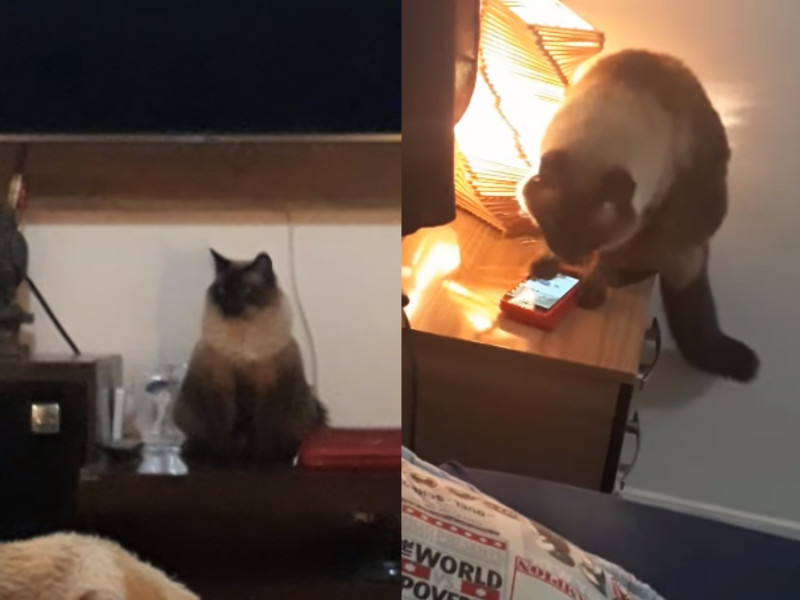 貓咪Joaquim會滑手機將鬧鈴關掉，害主人頻頻上班遲到！   圖／翻攝自Youtube@ViralHog