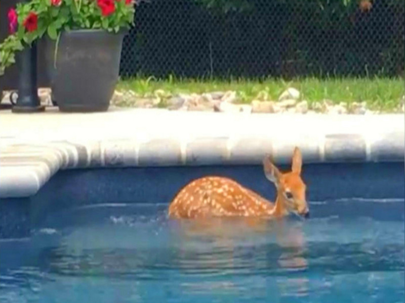 一隻野生小鹿闖入民宅泳池戲水。   圖／翻攝自Youtube@NJ.com