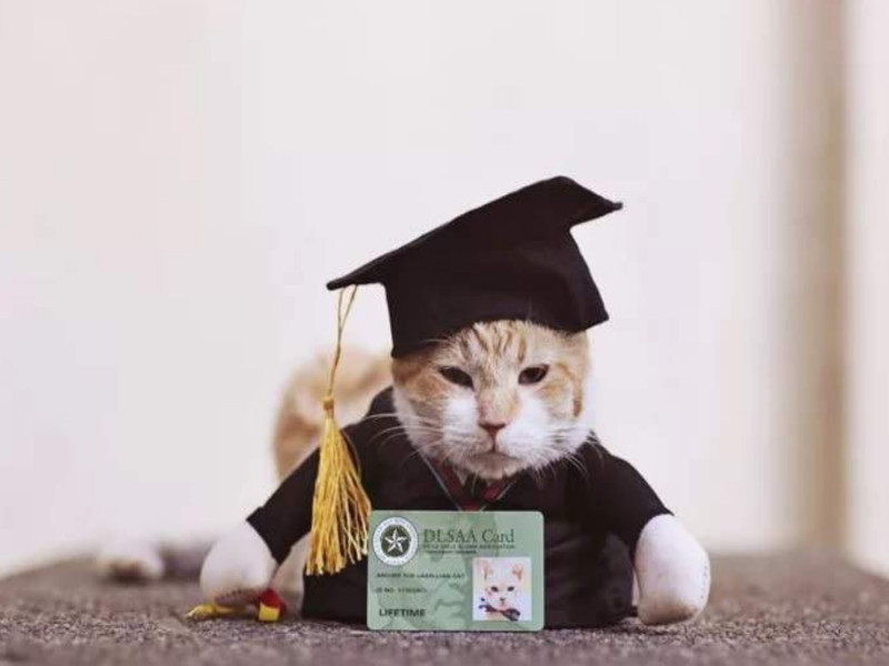 Archer獲得校方頒發榮譽校友卡，雖然最後也從貓生道路上畢業，但仍是學校師生心中的大明星！   圖／inquirer.net