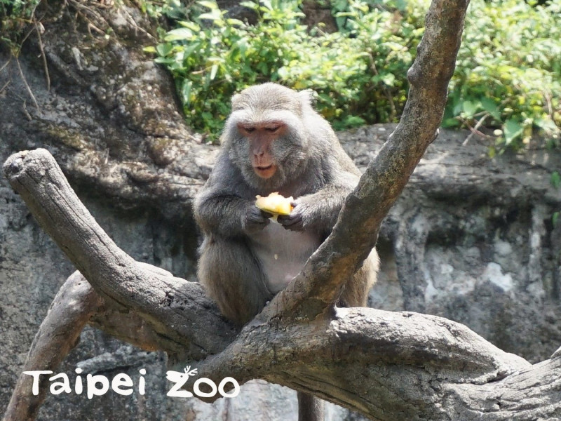台灣獼猴性情大不同，每隻吃冰的方式都不一樣。   圖：台北市立動物園／提供