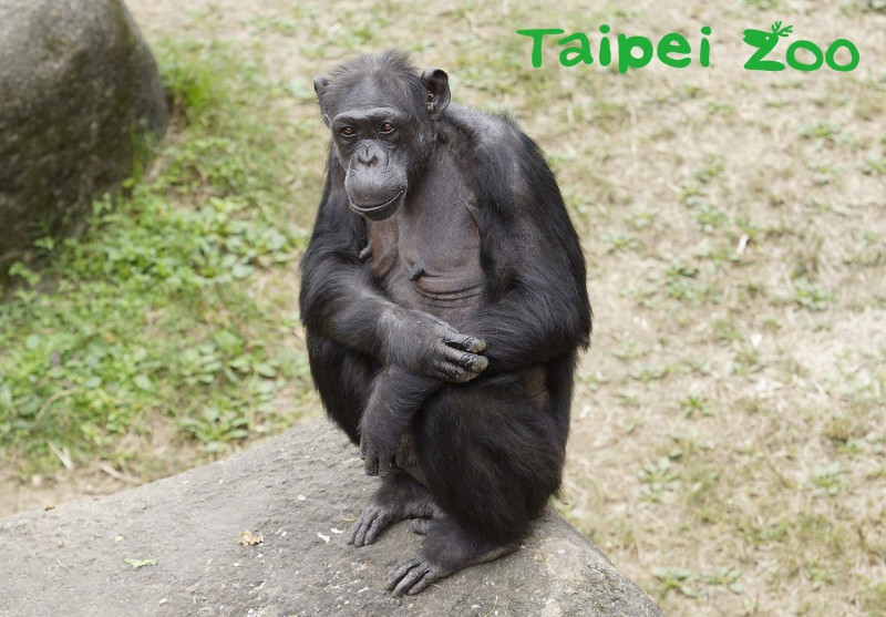 動物園最年長的黑猩猩「阿美」，今日正逢50歲生日，園區特別準備了水果冰及西瓜汁特製做成的水果冰沙送給黑猩猩們一同享用。   圖：台北市立動物園／提供