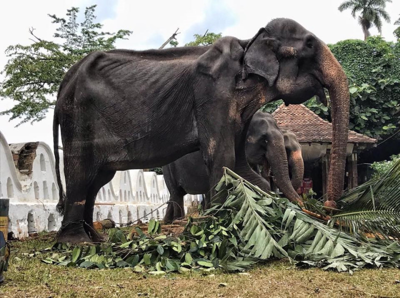 斯里蘭卡近日舉行連續10天佛教慶典，一頭高齡70歲母象每天都要載人遊行長達數小時，這頭母象脫下華麗袍子後的樣貌，竟是骨瘦如柴疑似營養不良。   （圖取自facebook.com/SaveElephantFoundation）