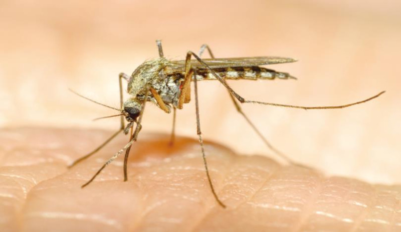 經由蚊子傳染的可不是只有登革熱跟屈公病而已，還有由瘧蚊傳染的「瘧疾」，圖為瘧蚊。   圖：取自科技部科技大觀園網站