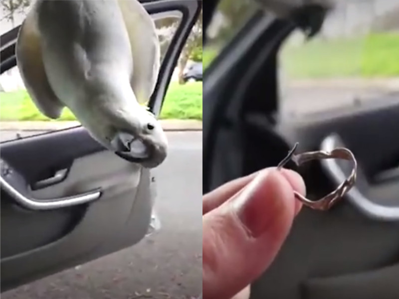一隻野生鸚鵡闖進女子車內並咬壞她的耳環。   圖：翻攝自FB@The Dodo