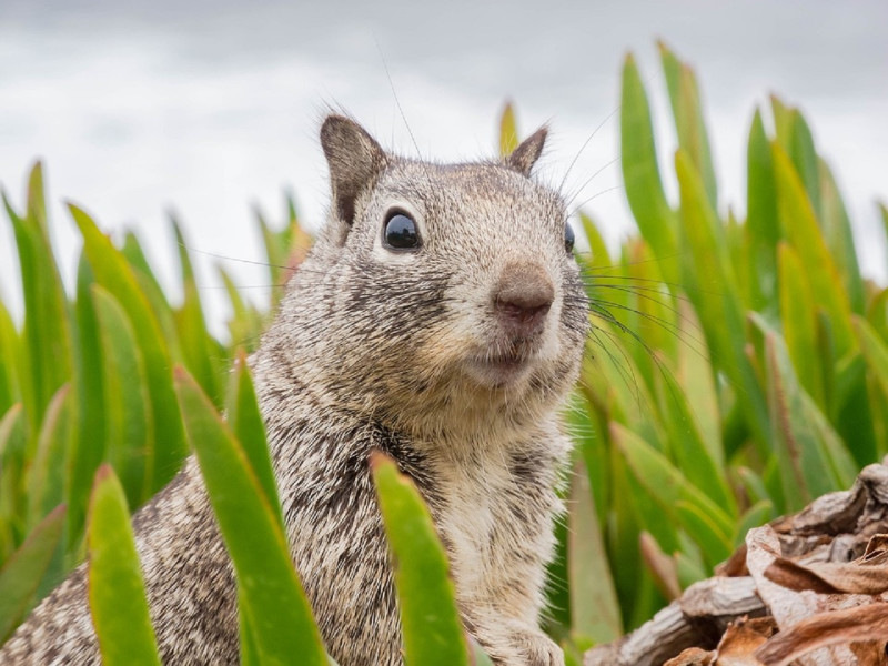 松鼠有著水汪汪大眼超可愛。   圖／翻攝 pixabay