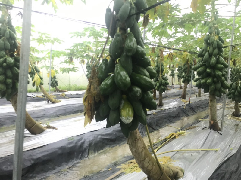 受白鹿颱風影響，全台24日起都有不少災情傳出。圖為0812豪雨高雄木瓜植株受損情形。   示意圖／農委會提供