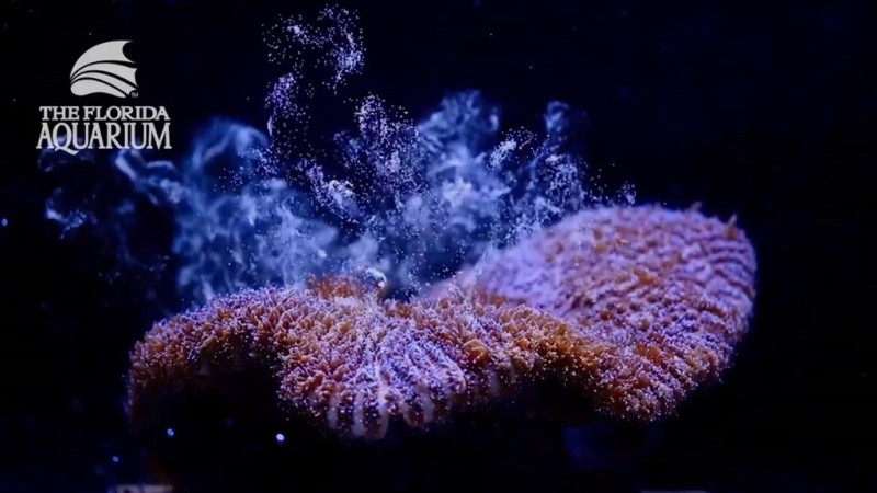 美國佛羅里達水族館保育中心首次在實驗室模擬環境中，成功讓瀕危的大西洋柱珊瑚產卵。   圖：取自floridaaquarium推特