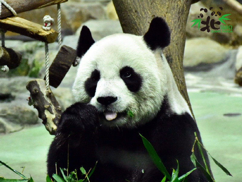 「團團、圓圓」是中國在2008年贈台的大熊貓。   圖：台北市立動物園／提供