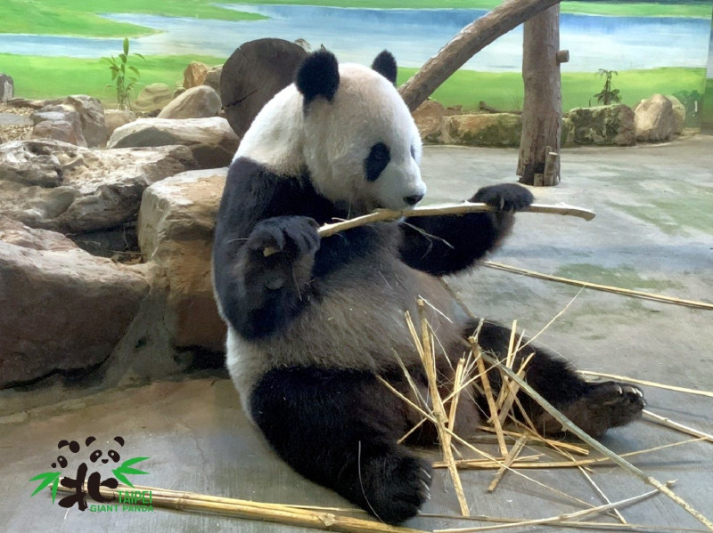 今年夏天未遭受天災的影響，竹子品質良好，兩隻大貓熊進食竹葉的狀態也比往年好上許多。   圖：台北市立動物園／提供