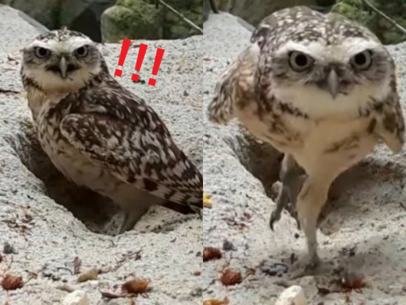 可惡，是誰給偶亂裝監視器！！！尼有問過偶的意見嗎！！！   圖/Facebook@ Hawk Conservancy Trust