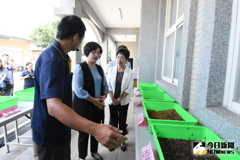 田中鎮公所清潔隊率全縣之先，飼養黑水虻(黑色士兵)去化廚餘，縣長王惠美到場觀摩。   圖／記者陳雅芳攝，2019.08.28