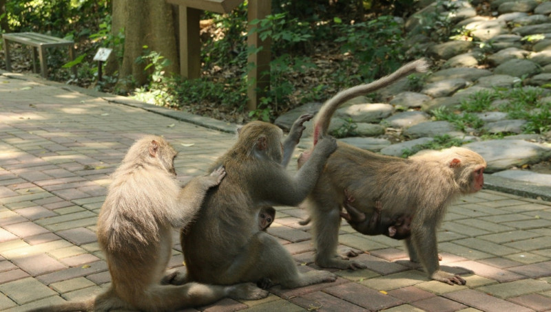 台灣獼猴從去年起被降為一般類保育名單，不少民眾對保育措施的差別抱有疑問。   圖：取自台灣國家公園官網