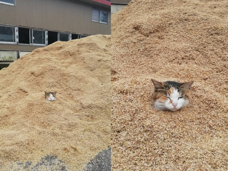 一顆貓頭被發現埋在穀物堆裡。   圖／twitter@3Zw9lrwMusCABpH