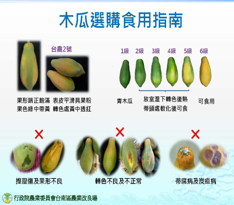 台南農改場建議挑選木瓜以外形端正飽滿的為佳。   圖：台南區農業改良場／提供