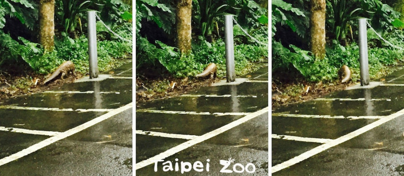 北市動物園同仁在園區內巧遇野生穿山甲。   圖：台北市立動物園／提供