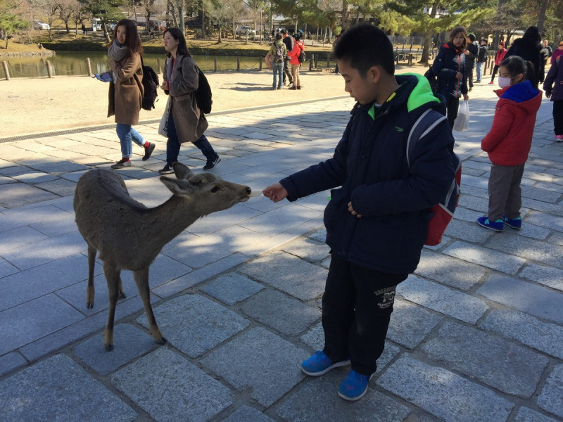 國人前往關西奈良旅遊時，常會買鹿餅享受餵鹿的樂趣，但因應消費稅調漲，10月1日起，每束鹿餅價格也將漲50日圓。   圖：陳芳伶／攝