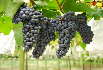 紫黑色的黑后葡萄供釀酒及果汁用，花青素含量高，釀製紅酒後顏色相當深。   圖：取自農委會