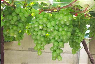 黃白色的金香葡萄供釀酒及鮮食用，主要產地在彰化二林鎮、竹塘鄉及台中市后里、外埔。   圖：取自農委會