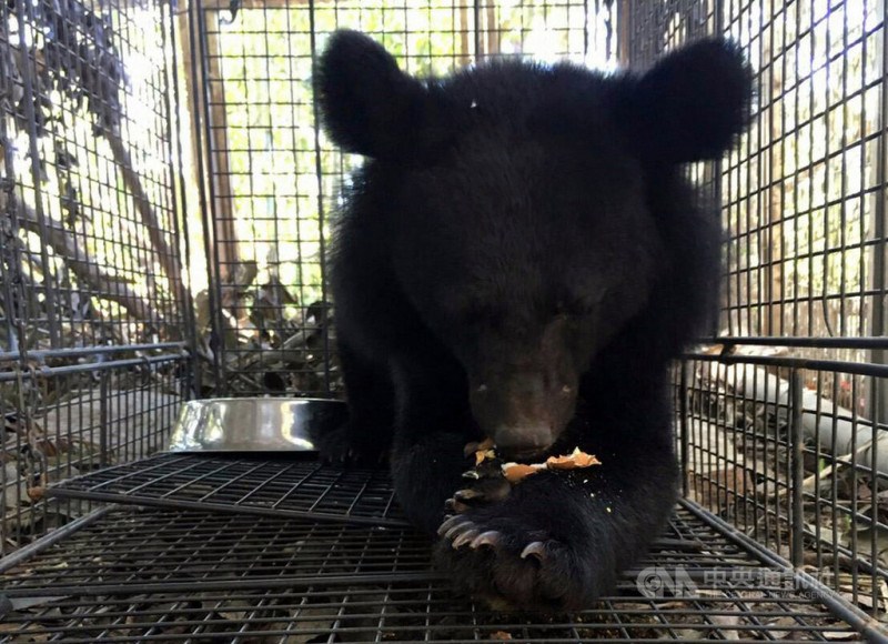 台東南橫公路利稻部落發現一隻小台灣黑熊闖入覓食。（台東林管處提供）   圖/中央社