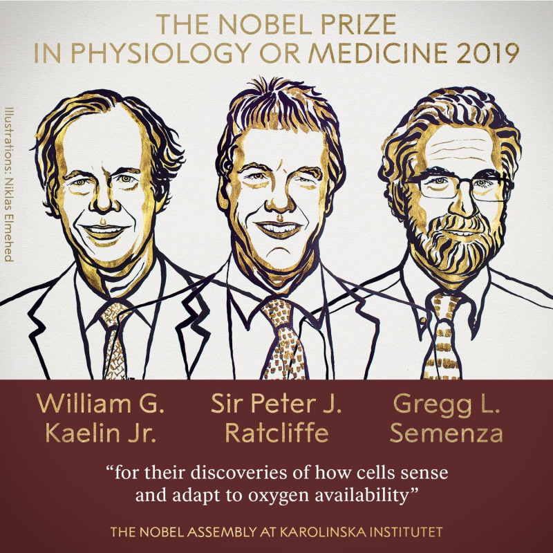 2019年諾貝爾獎醫學獎得主是學者凱林、雷克里夫及塞門薩。   圖：翻攝自NobelPrize推特