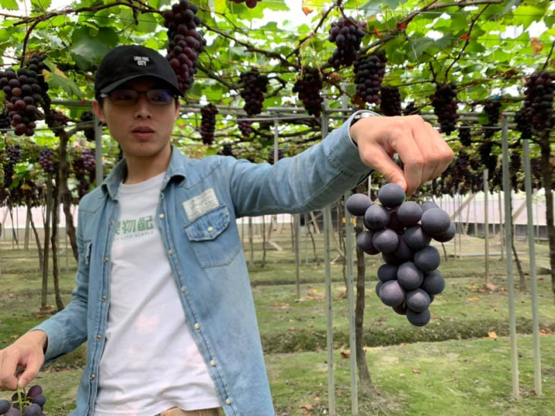 果物配的團隊成員正在展示當季巨峰葡萄的收成。   圖：果物配／提供