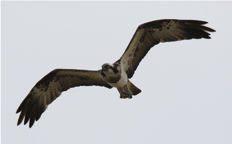 貢寮區的田寮洋常見魚鷹。   圖：鳥友呂翊維提供