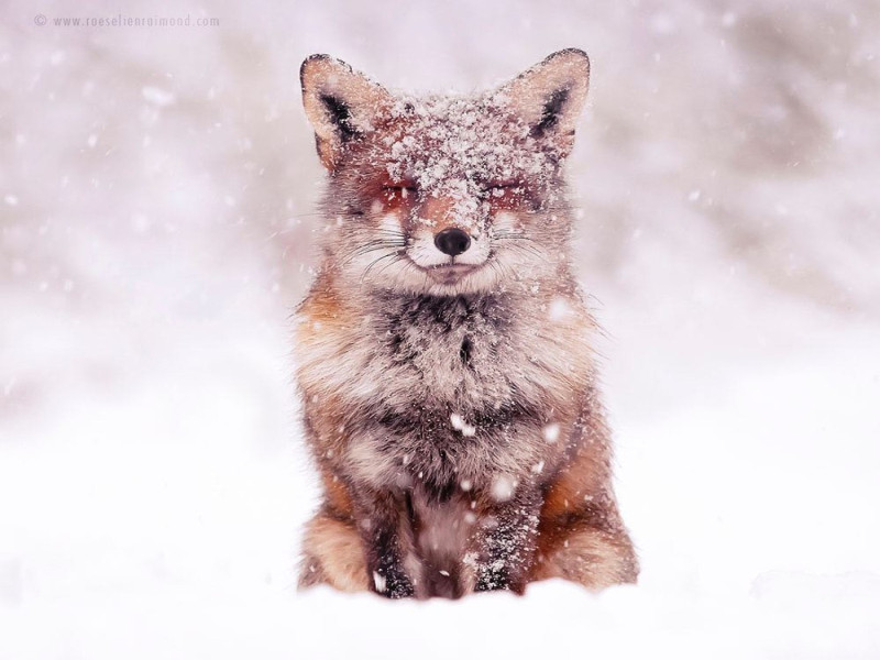 荷蘭攝影師Roeselien鏡頭下的雪地狐狸畫面超唯美！   圖／IG@roeselienraimond