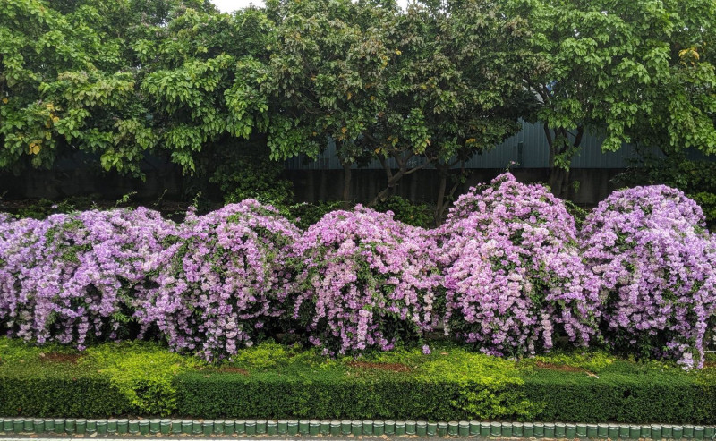 泰山的紫花蒜香藤有如紫色瀑布，拍起來超浪漫。   圖：翻攝自賞花快報臉書