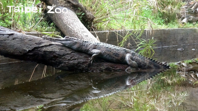馬來長吻鱷夏天不是漂浮在水面，就是在淺水處休息曬太陽。   圖：台北市立動物園／提供