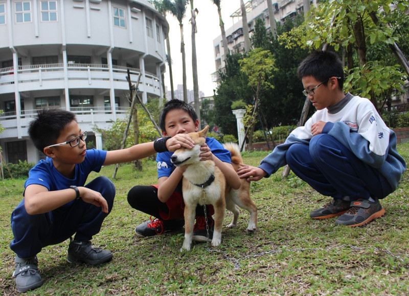 中和秀山國小就有隻校犬「好客」非常親近喜歡小朋友，因此被校長取名為好客。   圖：新北市動保處／提供