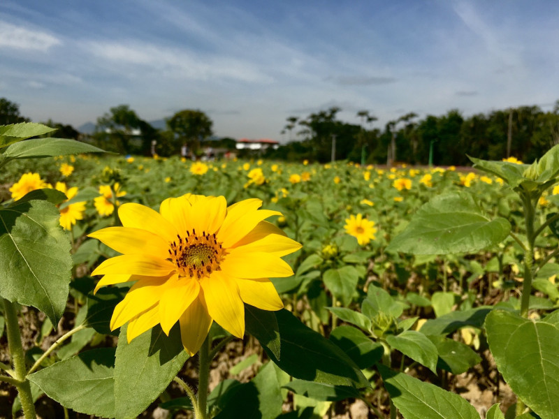 花海種有大波斯菊、黃波斯菊、大百日草及向日葵4品種觀賞植物。   圖：台北市工務局／提供