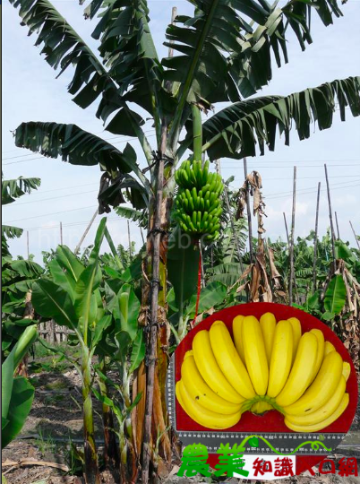 寶島蕉果皮呈深綠色，催熟後呈鮮黃，轉黃均勻一致，果肉乳白色   圖：取自農委會香蕉主題館