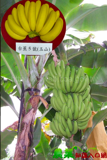 台蕉5號是源自北蕉的改良品種，果皮呈金黃色，果肉香甜   圖：取自農委會香蕉主題館