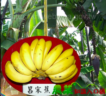 呂宋蕉為熟時青綠色，熟時深黃色，有細小褐色斑點，果肉黃白色   圖：取自農委會香蕉主題館