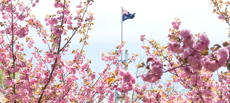 澳大利亞繼德國、美國後，也有民眾發起承認台灣連署，當地正逢春暖花開季節，澳洲國會歡迎民眾造訪。   圖：翻攝自澳洲國會