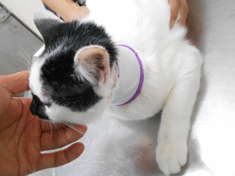 幼貓「白白」1個月大被領養時套上的項圈到8個月都未調整鬆緊，導致頸部受傷。   圖：新北市動保處／提供