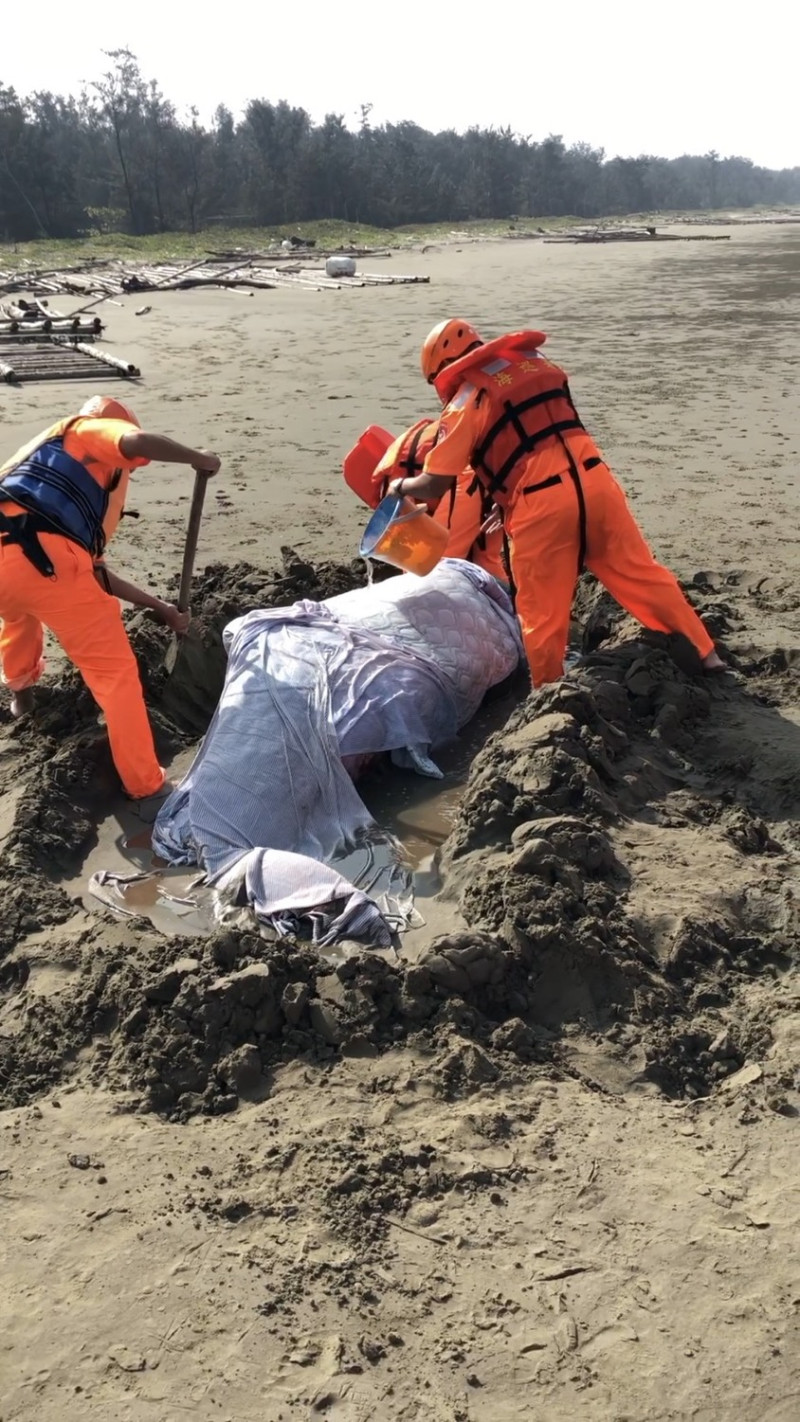 台南北門沙灘10月31日上午發現一隻擱淺鯨豚，經搶救仍不幸死亡。   圖：海巡署／提供