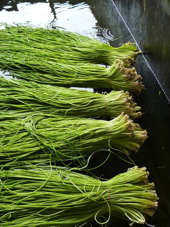 水蓮低卡高纖富含營養價值，是CP值相當高的蔬菜。   圖：取自新北市客家觀光美食館官網
